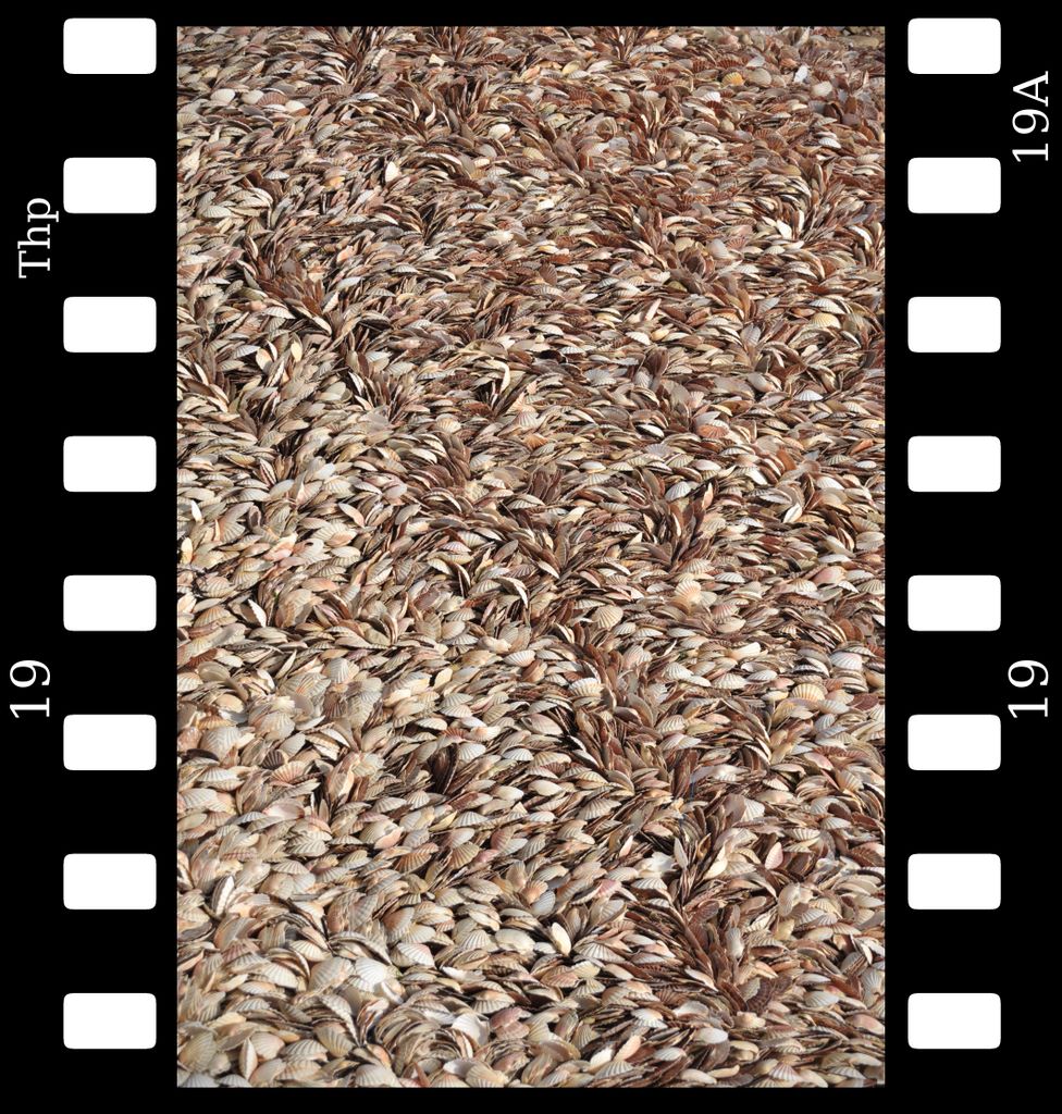 muscheln.jpg (large)