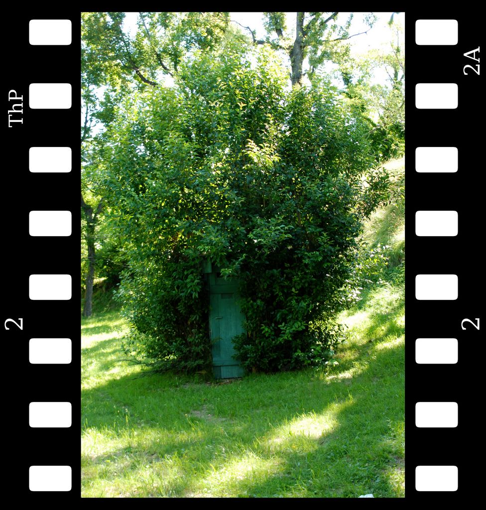feigenwald.jpg (large)