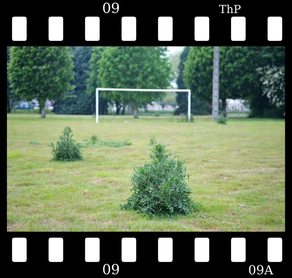 distel.jpg (large)